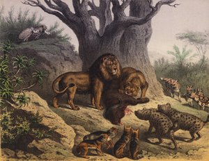 Animaux du Cap de Bonne-Espérance - European School