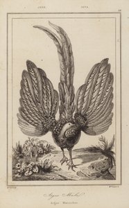Argus Malel, Argus Maennchen - European School
