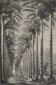 Avenue de palmiers dans le jardin botanique de Rio-de-Janeiro (gravure) - European School