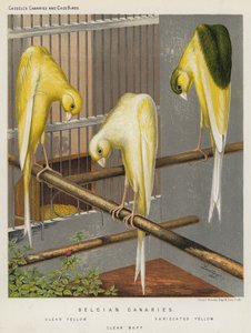 Canaris belges, jaune clair, jaune varié, buff clair