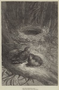 En quête aventureuse, ces oiseaux audacieux quittent leur nid (gravure) - European School