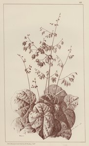 Bigonia (lithographie) - European School