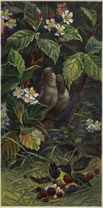 Oiseaux dans un buisson de mûres - European School
