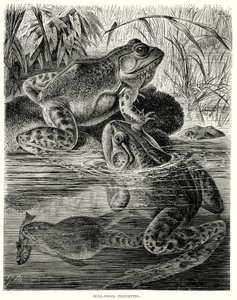 Grenouilles de taureau se déportant (gravure)