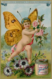 Chérubin Papillon avec des Marguerites