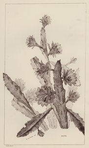Cactus (lithographie) - European School