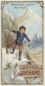 Carl von Linné, botaniste et zoologiste suédois, enfant - European School