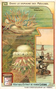 Cassiopeia et Stephalia - European School