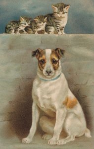 Chats observant un chien - European School