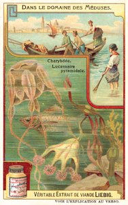 Charybde et Lucernia pyramidale - European School