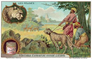 Guépard (chromolithographie)