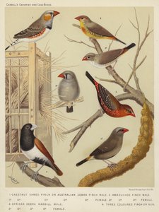 Pinson à oreilles marron ou pinson zèbre australien, mâle, femelle, astrild zèbre africain, mâle, femelle, pinson amadou, mâle, femelle, pinson tricolore ou nonne - European School