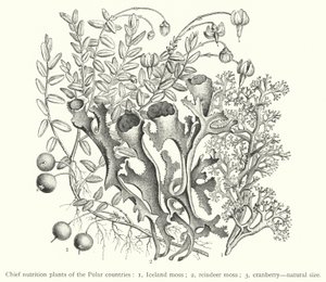 Principales plantes nutritionnelles des pays polaires - European School