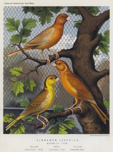 Canaris cannelle, Type Norwich, Jaune, Nourri ordinaire, Buff, Nourri au Cayenne, Jaune, Nourri au Cayenne