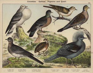 Colombes, Poules, Pigeons et Cailles - European School