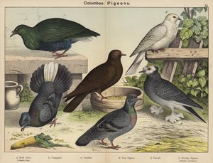 Columbae, Pigeons - European School