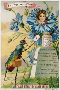 Bleuet et scarabée - European School