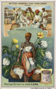 Coton : cueilleur de coton - European School
