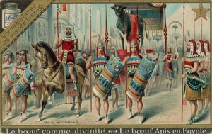 Vaches dans l