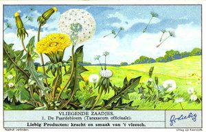 Pissenlit (Taraxacum officinale) (chromolitho) - European School