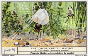 Araignée clochette plongeante (Argyroneta aquatica) (chromolitho) - European School