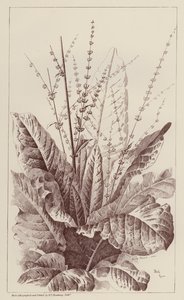 Oseille, Rumex (lithographie) - European School