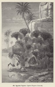 Papyrus égyptien, Cyperus Papyrus, Linné - European School