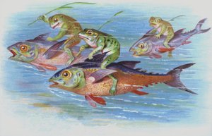 Grenouilles chevauchant des poissons (chromolitho)