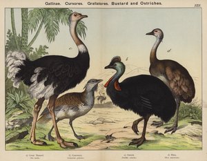 Gallinacés, Coureurs, Grallatores, Outarde et Autruches - European School