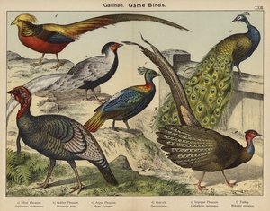 Gallinae, Oiseaux de Chasse - European School