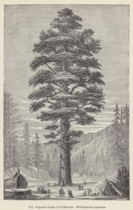 Cèdre géant de Californie, Wellingtonia gigantea - European School