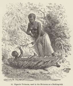 Gigantesque Tridacna, utilisée dans les Moluques comme baignoire (gravure)