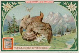 Aigle royal