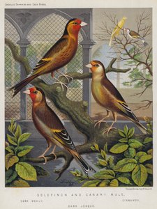 Mulet chardonneret et canari, sombre farineux, cannelle, sombre jonquille - European School
