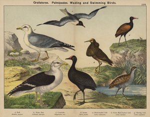 Grallatores, Palmipèdes, Oiseaux échassiers et nageurs - European School