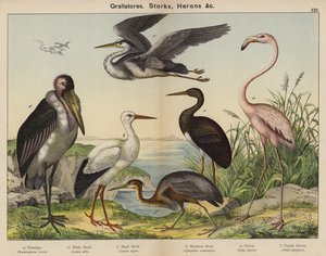 Grallatores, Cigognes, Hérons (lithographie en couleur) - European School
