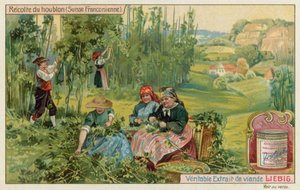Récolte de houblon en Suisse française - European School