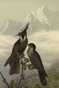 Colibri casqué