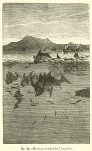 Harengs attaqués par des thons (gravure) - European School