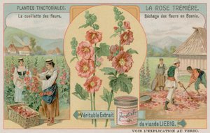 Les roses trémières récoltées en Bosnie - European School