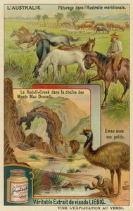 Chevaux au pâturage, Ridells Creek dans les montagnes MacDonnell et un émeu avec ses petits - European School