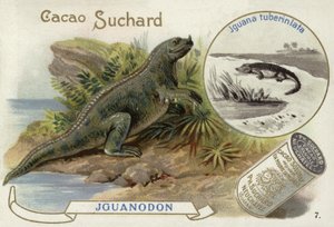 Iguanodon et Iguana Tuberinlata
