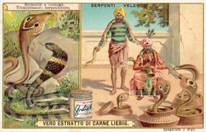 Cobra indien et vipère des fosses - European School