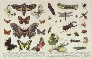 Insectes et autres invertébrés