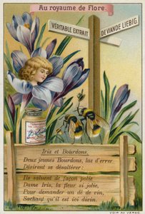 Iris et bourdons