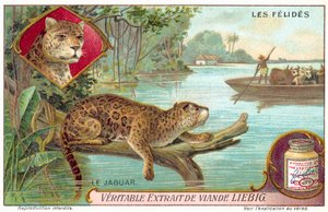 Jaguar (chromolithographie) - European School