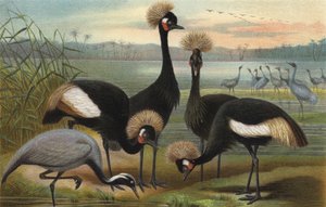 Demoiselles et grues couronnées - European School