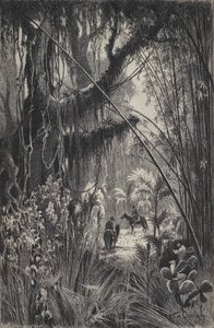 Jungle dans la Cordillère de Salta, nord-ouest de l
