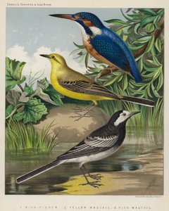 Martin-pêcheur, bergeronnette jaune, bergeronnette grise