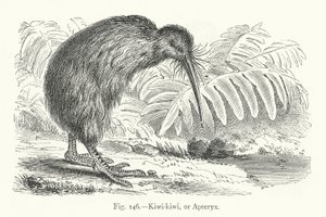 Kiwi-kiwi, ou Apteryx